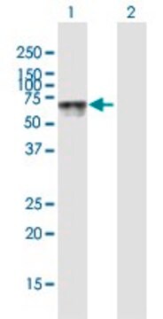 Anti-HEXA antibody produced in mouse purified immunoglobulin, buffered aqueous solution