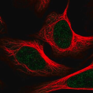 Anti-MED1 antibody produced in rabbit Prestige Antibodies&#174; Powered by Atlas Antibodies, affinity isolated antibody