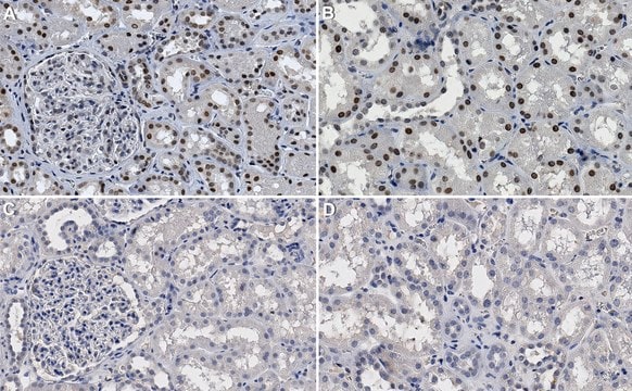 Anti-Topo I-DNA Complex clone 1.1A ZooMAb&#174; Mouse Monoclonal recombinant, expressed in HEK 293 cells