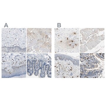 Anti-CPA3 antibody produced in rabbit affinity isolated antibody, buffered aqueous glycerol solution