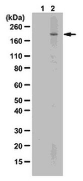 Sheep Anti-Human IgM, (Fc) Antibody Chemicon&#174;, from sheep