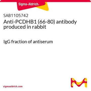 Anti-PCDHB1 (66-80) antibody produced in rabbit IgG fraction of antiserum