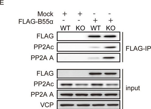 Anti-PP2A Antibody, C subunit Upstate&#174;, from rabbit