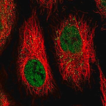 Anti-IFI44 antibody produced in rabbit Prestige Antibodies&#174; Powered by Atlas Antibodies, affinity isolated antibody