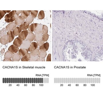 Anti-CACNA1S antibody produced in rabbit Prestige Antibodies&#174; Powered by Atlas Antibodies, affinity isolated antibody, buffered aqueous glycerol solution