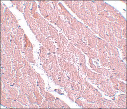 Anti-ATG13 antibody produced in rabbit affinity isolated antibody, buffered aqueous solution