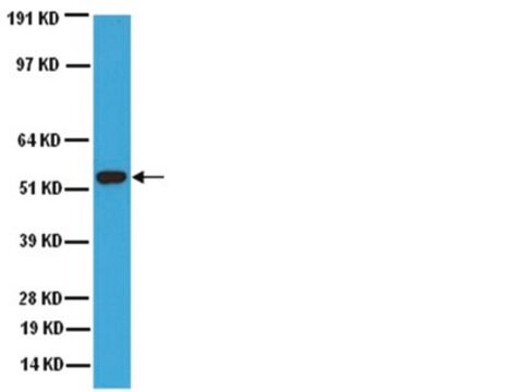 Anti-Cytochrome P450 Enzyme CYP2E1 Antibody serum, Chemicon&#174;