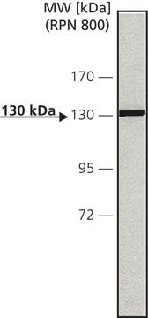 Anti-Calcium Sensing Receptor antibody, Mouse monoclonal clone HL1499 (6D4-3F4-6C4), purified from hybridoma cell culture