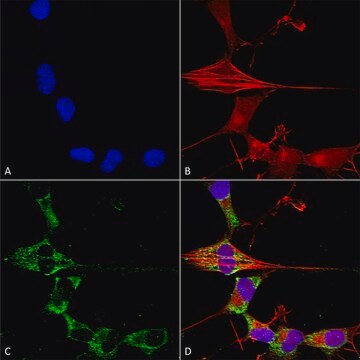 Monoclonal Anti-Protocadherin Gamma (Pan) - Atto 488 antibody produced in mouse clone S159-5, purified immunoglobulin