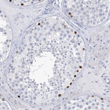 Anti-SLC35A5 antibody produced in rabbit Prestige Antibodies&#174; Powered by Atlas Antibodies, affinity isolated antibody, buffered aqueous glycerol solution