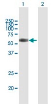 Anti-TNFRSF1B antibody produced in mouse purified immunoglobulin, buffered aqueous solution