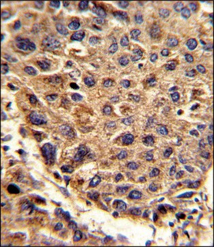 ANTI-SPCS3 (C-TERM) antibody produced in rabbit IgG fraction of antiserum, buffered aqueous solution