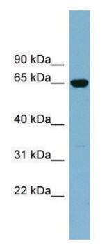 Anti-IL22RA1 antibody produced in rabbit affinity isolated antibody