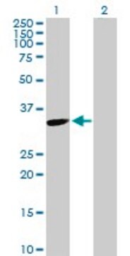 Anti-TYMS antibody produced in rabbit purified immunoglobulin, buffered aqueous solution