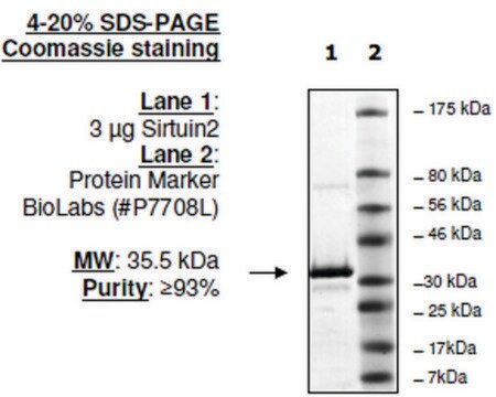 Sirtuin 2 human recombinant, expressed in E. coli, &#8805;80% (SDS-PAGE)