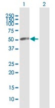 Anti-VPS4A antibody produced in mouse purified immunoglobulin, buffered aqueous solution