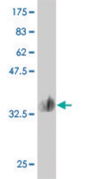 Monoclonal Anti-MMP28 antibody produced in mouse clone 3C11, purified immunoglobulin, buffered aqueous solution