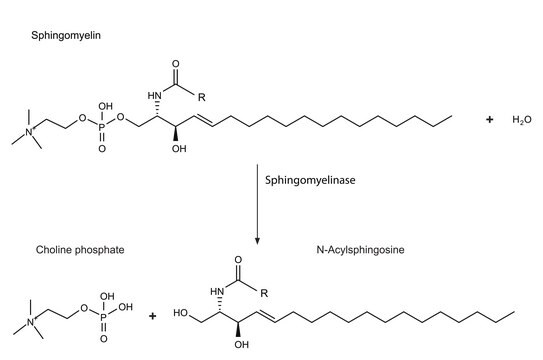 Sphingomyelinase from Bacillus cereus buffered aqueous glycerol solution, &#8805;100&#160;units/mg protein (Lowry)