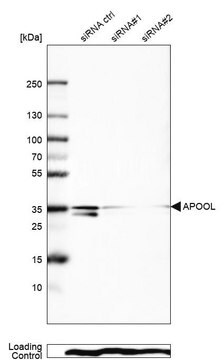 抗アポOL抗体 ウサギ宿主抗体 Prestige Antibodies&#174; Powered by Atlas Antibodies, affinity isolated antibody, buffered aqueous glycerol solution