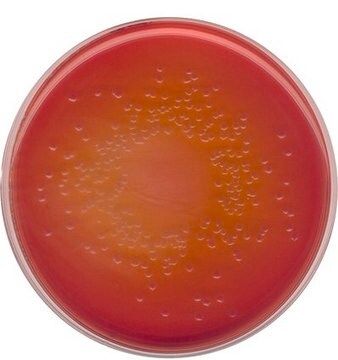 MacCONKEY agar for the isolation of Salmonella, Shigella and coliform bacteria (According harm. EP/USP/JP)