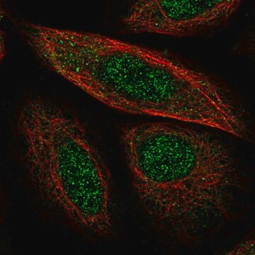 Anti-SYCP2 antibody produced in rabbit Prestige Antibodies&#174; Powered by Atlas Antibodies, affinity isolated antibody