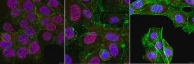 Anti-PGC-1 alpha from rabbit, purified by affinity chromatography