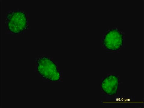 Monoclonal Anti-TWIST1 antibody produced in mouse clone 4G10, purified immunoglobulin, buffered aqueous solution