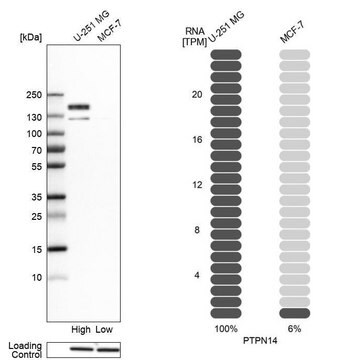 Anti-PTPN14 antibody produced in rabbit Prestige Antibodies&#174; Powered by Atlas Antibodies, affinity isolated antibody, buffered aqueous glycerol solution