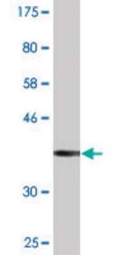 Monoclonal Anti-PARD3 antibody produced in mouse clone 4G5, purified immunoglobulin, buffered aqueous solution