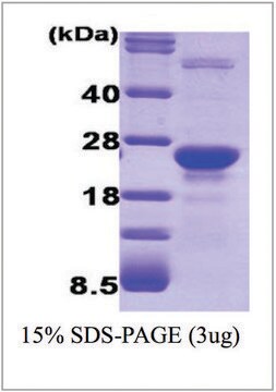 Glyoxalase I human recombinant, expressed in E. coli, &#8805;90% (SDS-PAGE)