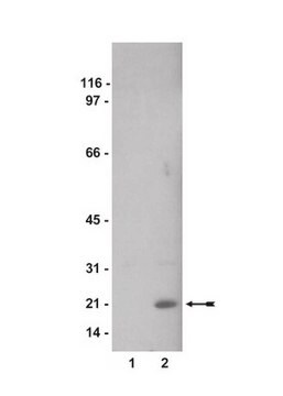 Anti-phospho-Cofilin 2 (Ser3) Antibody Upstate&#174;, from rabbit