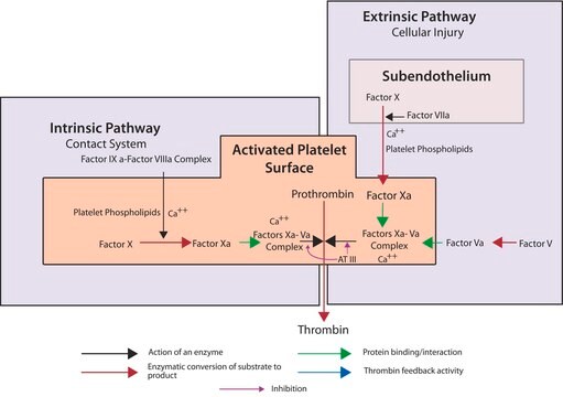 Factor X Activated (Xa) from bovine plasma aqueous glycerol solution