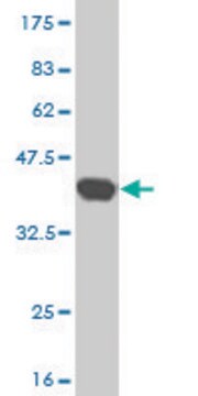 ANTI-RCV1 antibody produced in mouse clone 2B3, purified immunoglobulin, buffered aqueous solution