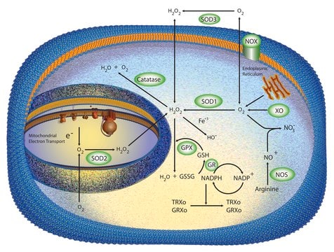 Superoxide Dismutase from bovine erythrocytes &#8805;3,000&#160;units/mg protein, BioReagent, lyophilized powder, suitable for cell culture