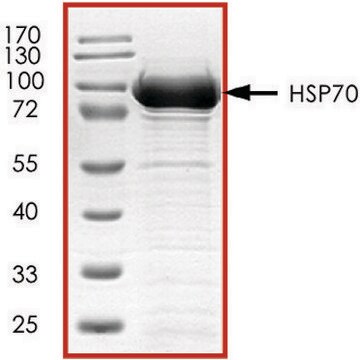 HSP70, GST tagged human recombinant, expressed in E. coli, &#8805;70% (SDS-PAGE), buffered aqueous glycerol solution