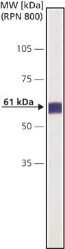 Monoclonal Anti-Calcineurin (&#945;-Subunit) antibody produced in mouse clone CN-A1, ascites fluid