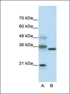 Anti-HES4 (AB2) antibody produced in rabbit IgG fraction of antiserum