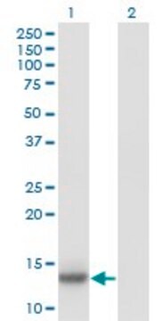 Monoclonal Anti-IL2, (C-terminal) antibody produced in mouse clone 1C5, purified immunoglobulin, buffered aqueous solution