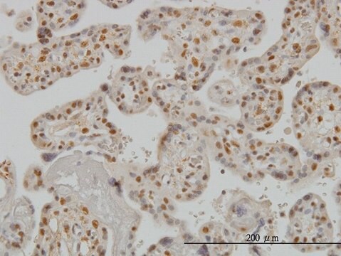 Monoclonal Anti-SMAD3 antibody produced in mouse clone 7F3, purified immunoglobulin, buffered aqueous solution