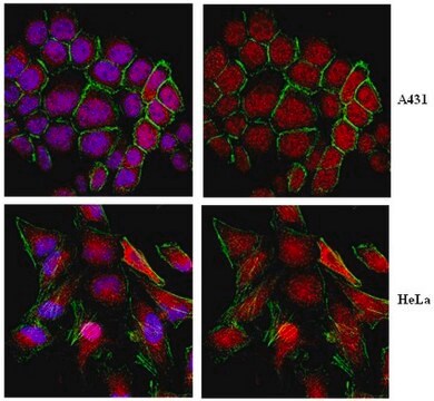 Anti-KEAP1 Antibody from rabbit, purified by affinity chromatography