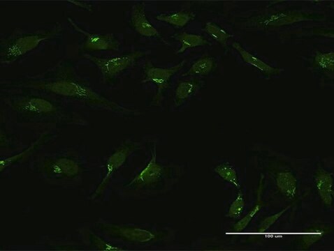 Anti-GOLGA1 antibody produced in rabbit purified immunoglobulin, buffered aqueous solution