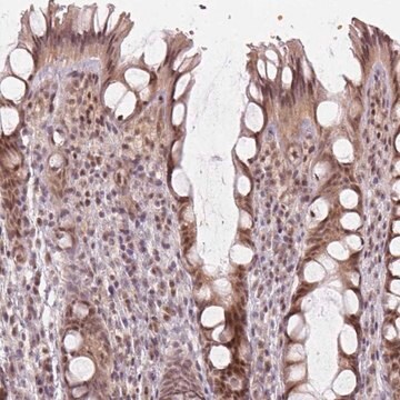 Anti-KAT6A antibody produced in rabbit Prestige Antibodies&#174; Powered by Atlas Antibodies, affinity isolated antibody