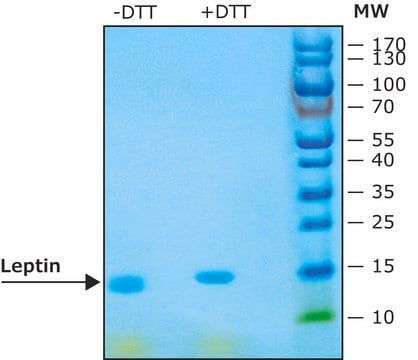 Leptin from mouse &#8805;98% (SDS-PAGE), recombinant, expressed in E. coli, lyophilized powder