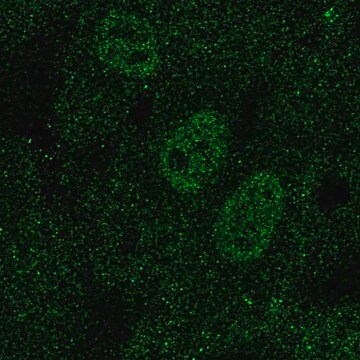 Anti-TAL1 antibody produced in rabbit Prestige Antibodies&#174; Powered by Atlas Antibodies, affinity isolated antibody