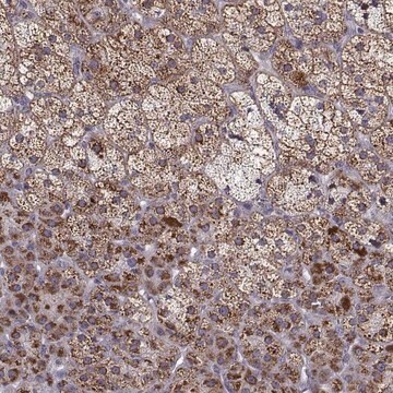 Anti-NECAB3 antibody produced in rabbit Prestige Antibodies&#174; Powered by Atlas Antibodies, affinity isolated antibody