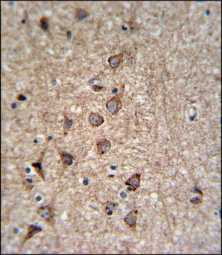 ANTI-SLC25A37 (C-TERM) antibody produced in rabbit IgG fraction of antiserum, buffered aqueous solution