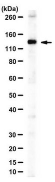 Anti-MCM9 Antibody serum, from rabbit