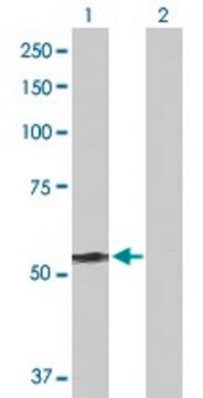 Anti-DYNC1LI2 antibody produced in rabbit purified immunoglobulin, buffered aqueous solution