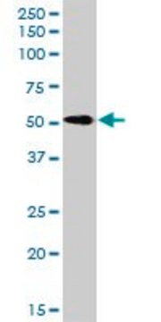 Anti-RTN2 antibody produced in rabbit purified immunoglobulin, buffered aqueous solution