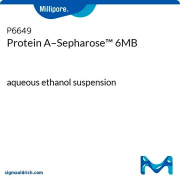 Protein&#160;A–Sepharose&#8482; 6MB aqueous ethanol suspension